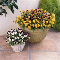 image Разсади  теменужки  (084-190)</fon